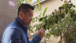 Tropical Fruit Trees Flowering and Fruiting in Mid-December in the Fresno/Visalia Area.