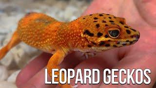 LEOPARD GECKO MANIA