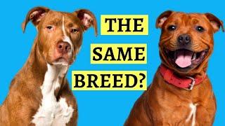 Are Pit Bulls And Staffies the Same? ( Breed Comparison )