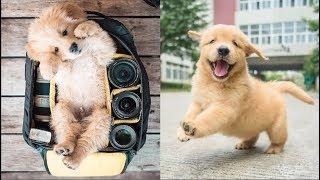 Cutest Dogs - Cute Puppies Doing Funny Things 2019 #1