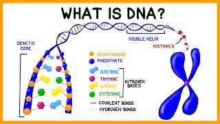 What is DNA?