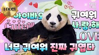 The world's prettiest panda, Aibao's day