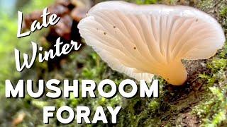 Winter Mushroom Foraging - Mystery Truffles, Mysterious Hair Ice Fungus, and Stalked Hairy Fairy Cup