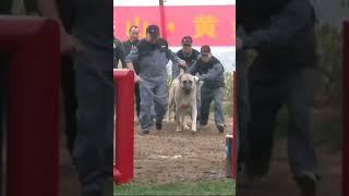 100 kg Turkey Kangal fight Champion  100 kg 터키 캉갈 챔피온