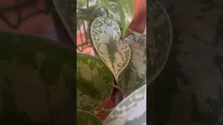 Scindapsus Pictus Exotica | Common Rare Tropical Houseplants | Indoor Plants | Urban Jungle | Planty