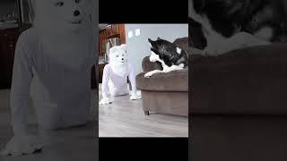 Husky Pranked By Wolf Mask! #shorts