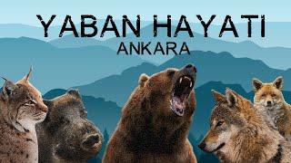 Ankara'nın Yaban Hayatı / Ankara's Wildlife / Mayıs-Temmuz 2020