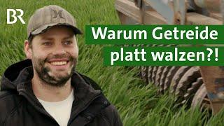 Walzen statt Spritzen: Wie verrückt ist es, sein Getreide platt zu walzen? | Unser Land | BR