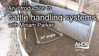 An introduction to cattle handling systems with Miriam Parker