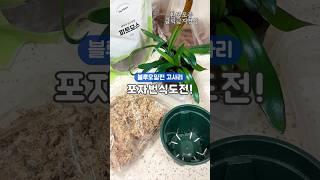 고사리 포자번식으로 #고사리 부자 된 사연 피트모스에 하세요 꼭이요 #식물키우기