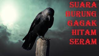 Suara burung gagak hitam