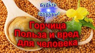 Горчица Польза и вред для человека