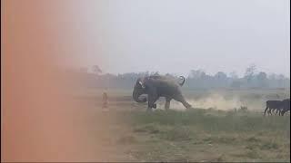 Elephant attack human