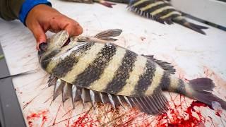 How to Fillet SHEEPSHEAD (The Right Way)