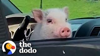 Boyfriend Gets Surprised with the Cutest Pink Puppy | The Dodo