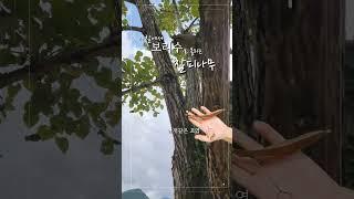 보리수 찰피나무