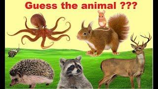 Guess the animal with clues Part 5  !