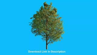 Free Tree Animation on Blue Background | Mycreativefx Stock Footage