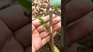 Easy Technique How To Grafting Hibiscus Flower Plant From Cutting #shorts #hibiscusgrafting