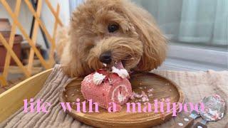 Life with a Maltipoo  Sunday vlog ️ rainy day walk & simple celebration 