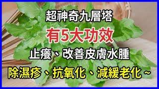 超神奇的九層塔「有5大功效」！止癢、改善皮膚水腫和除濕疹、抗氧化、減緩老化 ~