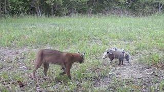 Bobcat vs. Possum May 2023