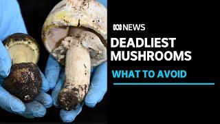 Australia's deadly mushrooms: What to avoid and what to do if you've eaten one | ABC News