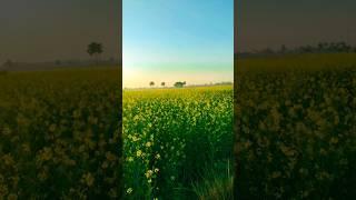 agriculture #village #nature #videography # #view #khetibadi #kishan #sunset #morning #nitghat