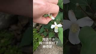 夏天小朋友被蚊子咬了被虫叮了，自制天然神奇药水一并解决！安全、放心！