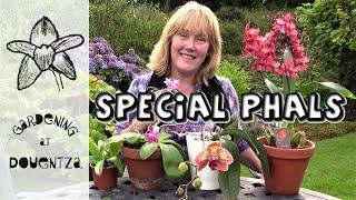 Special Phals & Stirbic Red - orchid updates