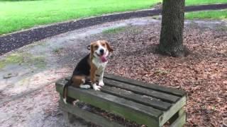 Murray Before and After: Beagle Dog Training in Columbia, South Carolina