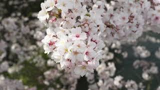 [4K] Kyoto Cherry Blossom 2024 Sony a6700