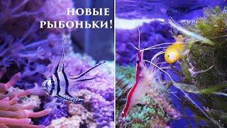 Запускаю новых рыбок: желтый гобиодон и апогон! Морской нано-аквариум.