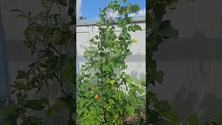 Kentucky wonder pole  #florida #gardening #plants #veggies #food #diy #harvest #seeds