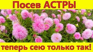 Посев астры без заморочек и без пикировки! Лучший способ посева семян астры на рассаду.