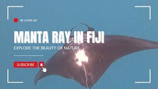 Manta Ray in Fiji