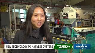 New Technology To Harvest Oysters