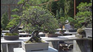 Michael Hagedorn's Bonsai garden