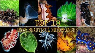 TOP 10!!! MOST BEAUTIFUL NUDIBRANCHS