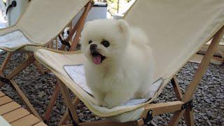 Who wants to relax with dogs? Shall we go camping together? [Ru Pong House Camping V-log]