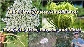 Wild Carrot / Queen Anne's Lace - How to ID, Uses, Harvest, and More!