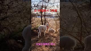 #alpaca #alpacaland #알파카 #알파카랜드 #여주가볼만한곳 #알파카 제니