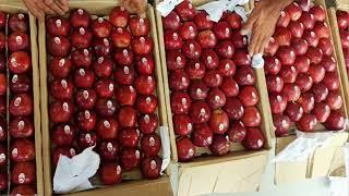 31 October 2024 Kinnaur Apple Rate | किन्नौर फल मंडी में आज सब के दाम | Today's Apple Market Update