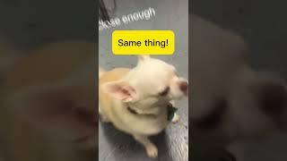 Funny Pet Overload | chihuahua @sadie&josie #funnypetvideos