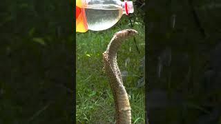 "Scorching Heat Takes a Toll on the Cobra!" 