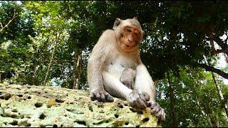 Surprise Young Female Monkey Delena Gain Weigh Look Her Belly Is Change Of First Offspring Condition