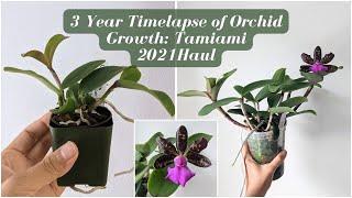 3 Year Update on 12 Orchids | Tamiami Orchid Festival Haul 2021-2024 ~From Seedling to Blooming~