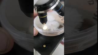 how to look at mycelium under the microscope #mycology #microscopy #mushrooms #mycodogs #mcdgenetics
