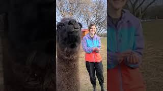 Alpaca Walking Highlights