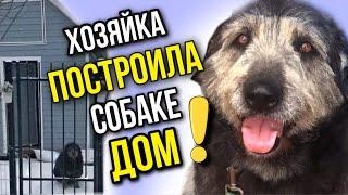 Хозяйка построила дом 60-ти килограммовой собаке Дине, которую трижды травили на улице